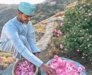 Rose Picking Experience in Jabal Akhdar (with transfer)