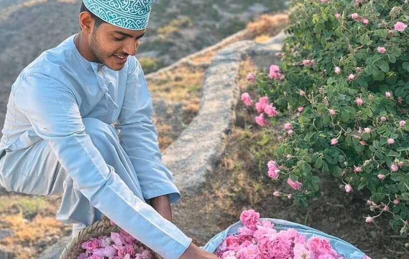 Rose Picking Experience in Jabal Akhdar (with transfer)